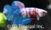 Picture of BETTA-KOI MALE          