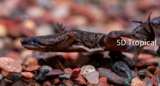 Picture of AMPHIBIAN-AFRICAN DWARF FROG(NO VA)          