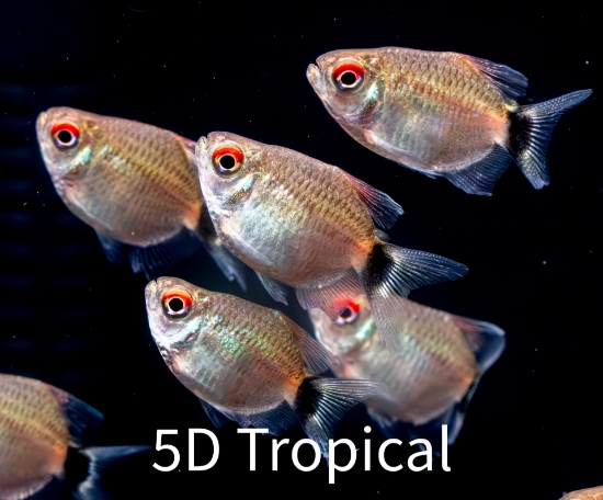 Picture of OSCAR-RED TIGER 2.5"-       