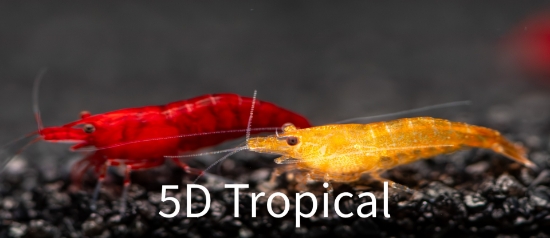 Picture of SHRIMP-DELUXE ASSORTED