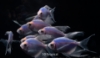 Picture of GLOFISH(R)TETRA-LONGFIN GALACTIC(R) PURPLE(R) 