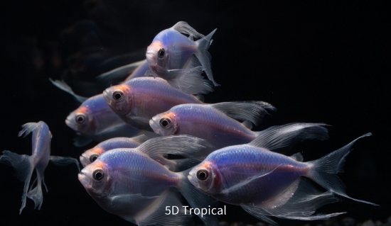 Picture of GLOFISH(R)TETRA-LONGFIN GALACTIC(R) PURPLE(R) 