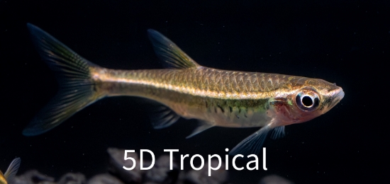 Picture of FARE EAST FISH-RED LINE RASBORA         