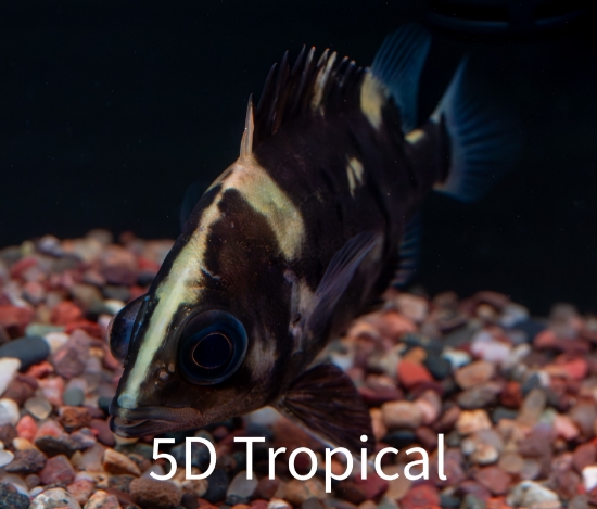 Picture of BRACKISH FISH-TIGER DATNOID 2-3"       