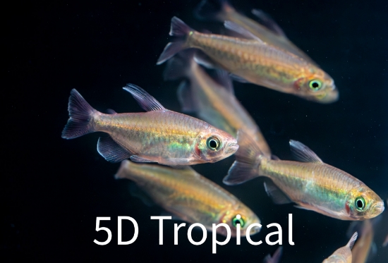 Picture of TETRA-CONGO-MIXED SEX (IMPORT)