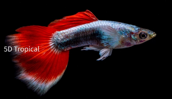 Picture of GUPPY-TRI COLOR DUMBO MALE 