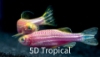 Picture of GLOFISH(R)DANIO-GALACTIC PURPLE(R)  