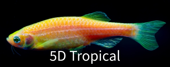 Picture of GLOFISH(R)DANIO-SUNBURST ORANGE(R) 