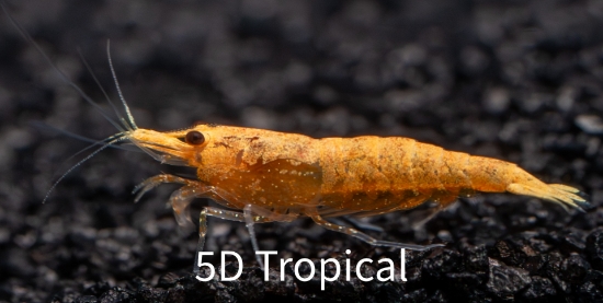 Picture of SHRIMP-PUMPKIN