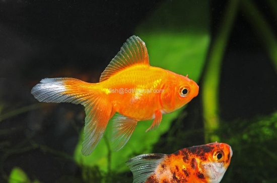 Picture of GOLDFISH-RED FANTAIL 4-5"             