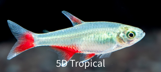 Picture of TETRA-BLOODFIN  