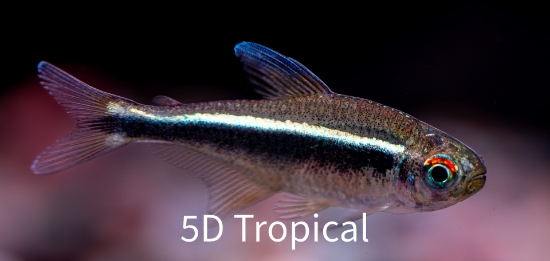 Picture of TETRA-BLACK NEON