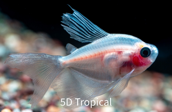 Picture of TETRA-WHITE HI FIN     