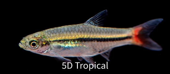 Picture of TETRA-BRILLIANT RASBORA        