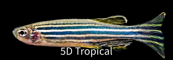 Picture of DANIO-LONGFIN ZEBRA   