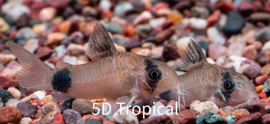 Picture of CORYDORAS-PANDA 