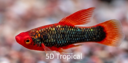 Variatus | 5D Tropical