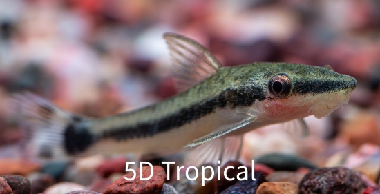 Picture of SOUTH AMERICAN CATFISH-OTOCINCLUS         