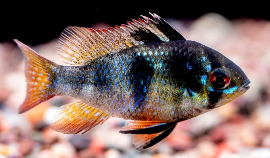 Picture of CICHLID-GERMAN BLACK RAM REG (FL)