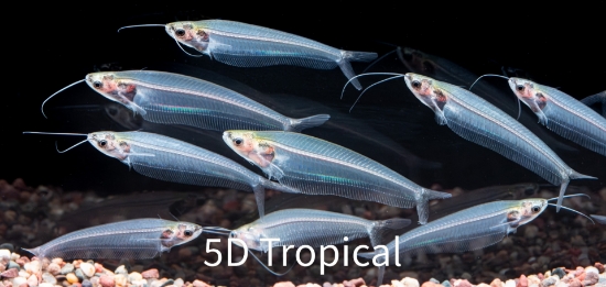 Picture of SOUTH AMERICAN TETRA-GREEN NEON      