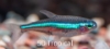 Picture of SOUTH AMERICAN TETRA-GREEN NEON      