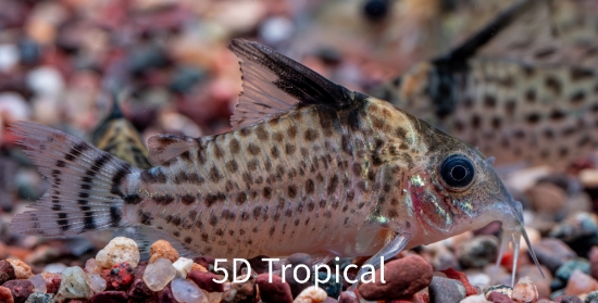 Picture of SOUTH AMERICAN CORY-PUNCTATUS-SPOTTED CATFISH