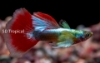 Picture of GUPPY-TRI COLOR DUMBO MALE 
