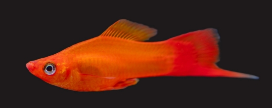 Picture of SWORD-MARIGOLD        