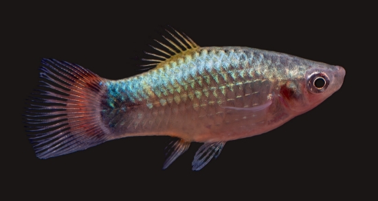 Picture of PLATY-BUTTERFLY BLUE
