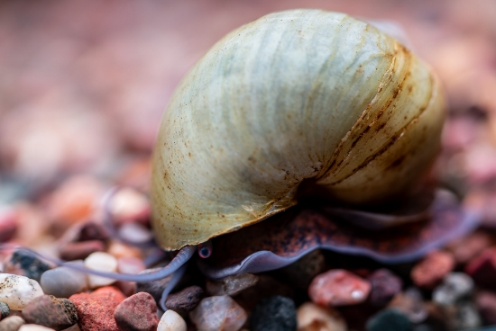 Picture of SNAIL-BLUE MYSTERY (NO GA,AZ,LA)    