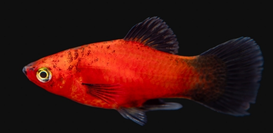 Picture of PLATY-RED WAG       