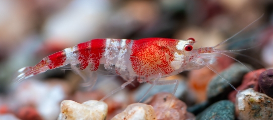 Picture of SHRIMP-RED CRYSTAL BEE   