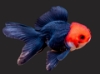 Picture of CHIN R/B ORANDA 10-11CM  