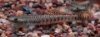 Picture of RAINBOW GOBY-            