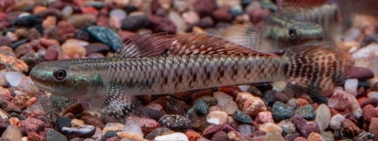 Picture of RAINBOW GOBY-            