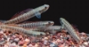 Picture of RAINBOW GOBY-            