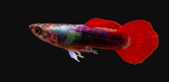 Picture of GUPPY-FLAMINGO MALE     
