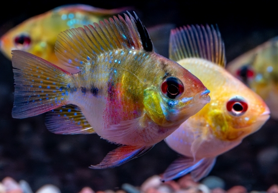 Picture of ASST BALLOON RAM         