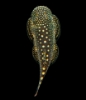 Picture of LOACH-BORNEO SUCKER 