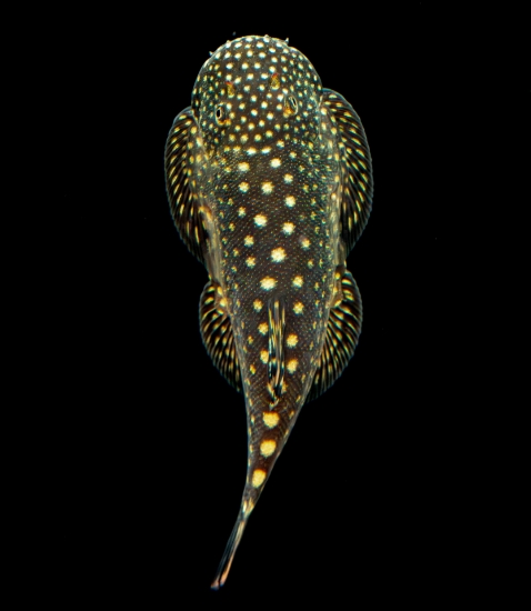 Picture of LOACH-BORNEO SUCKER 