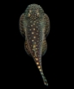 Picture of LOACH-BORNEO SUCKER 