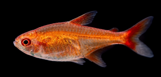 Picture of TETRA-EMBER        