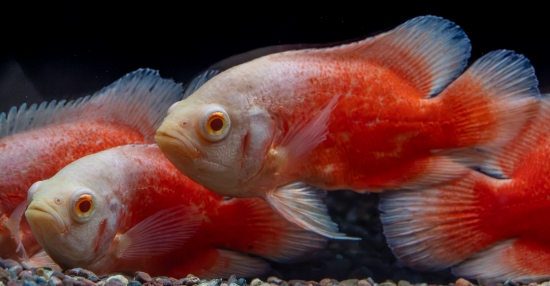 Picture of OSCAR-CHILLI RED MED      