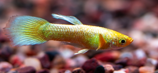 Picture of GUPPY-WHITE DUMBO EAR MALE- 