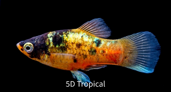 Picture of PLATY-BUMBLE BEE 