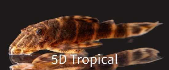 Picture of SOUTH AMERICAN PLECO-CLOWN          