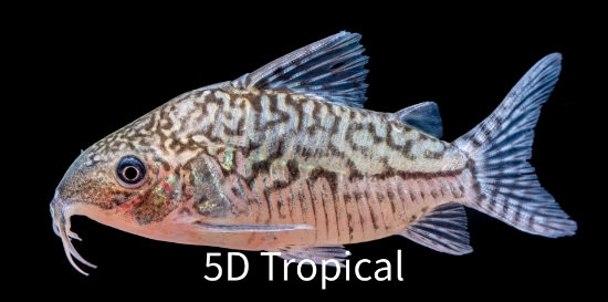 Picture of SOUTH AMERICAN CORY-AGASIZZI            