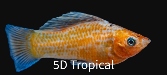 Picture of MOLLY- ASSORTED SAILFIN MED             