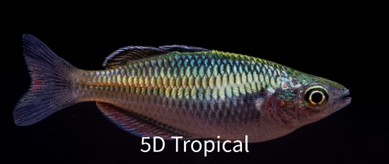 Picture of RAINBOWFISH-BOSEMANI 2" IMPORT       