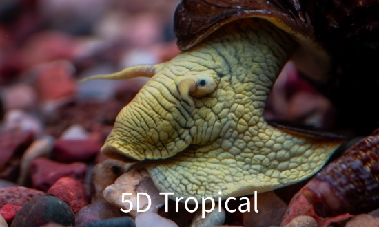 Picture of SNAIL-ASSORTED RABBIT SNAIL (NO GA) 